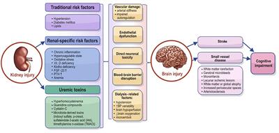 Cerebrovascular Disease and Cognition in Chronic Kidney Disease Patients